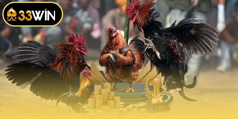 Áp dụng đúng các quy định đá gà nền tảng