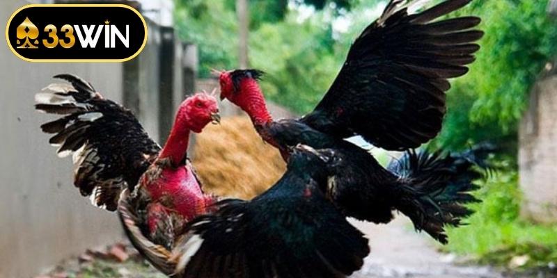 Bí kíp nâng cao tỷ lệ thắng khi đặt cược