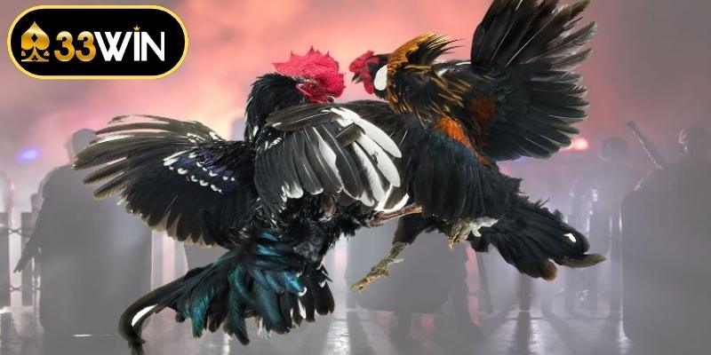 Đa dạng các thể loại thi đấu kê chiến đặc sắc