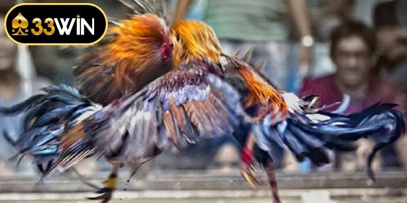 Đá Gà Tre Và Những Màn So Tài Kịch Tính Đầy Lôi Cuốn