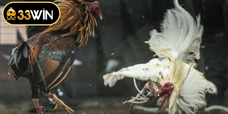 Đặc điểm nổi bật của dòng đá gà mỹ