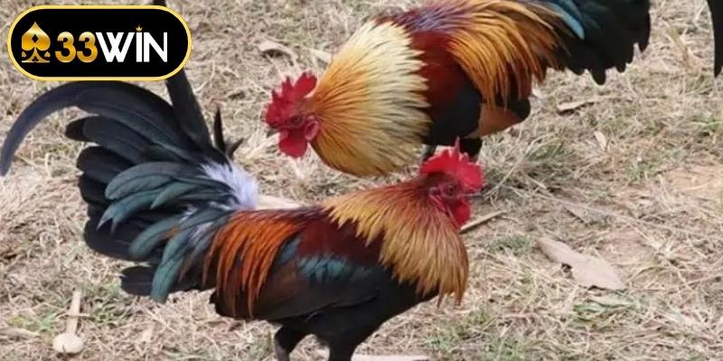 Mẹo Chơi Đá Gà Giúp Bạn Trở Thành Cao Thủ Chuyên Nghiệp