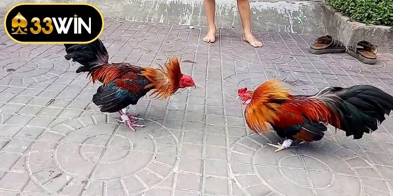 Nhận diện tướng mạo qua các mẹo chơi đá gà 