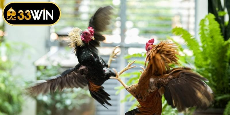 Phân loại các kiểu thi đấu gà tre thịnh hành