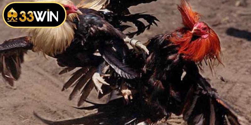 Phân tích chiến thuật dự đoán kết quả chuẩn xác