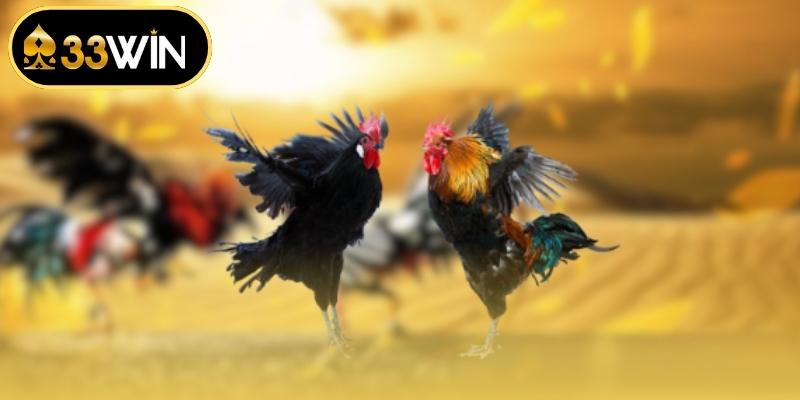 Quy Định Đá Gà - Những Kiến Thức Cần Biết Khi Tham Gia