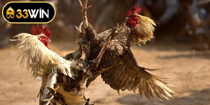 Quy tắc quản lý rủi ro khi đặt cược