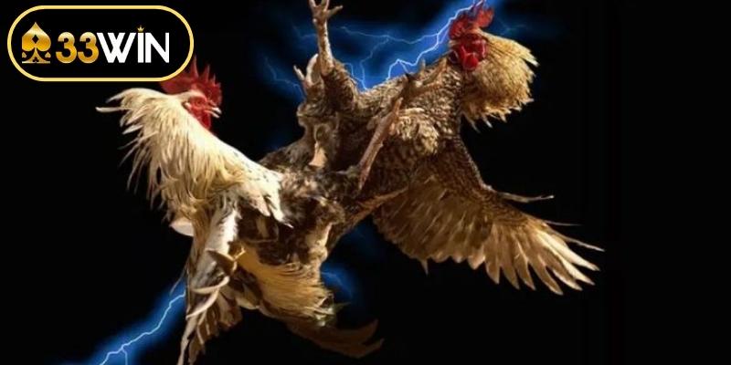 Thực hiện thao tác đặt cược đúng quy định