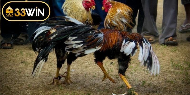 Tối ưu ưu thế nổi bật tại sảnh đá gà 33WIN hiện nay