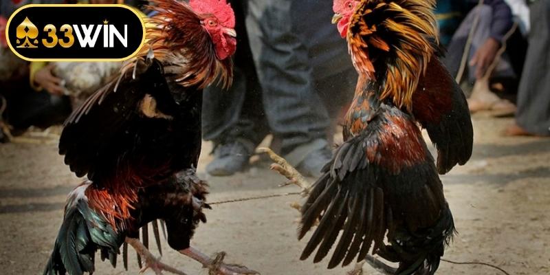 Vẻ đẹp và sức cuốn hút từ đấu trường đá gà tre 